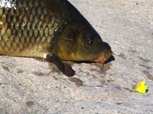 Ah, the wile golden bonefish fell for a humble L.A. River egg pattern. (Jim Burns)